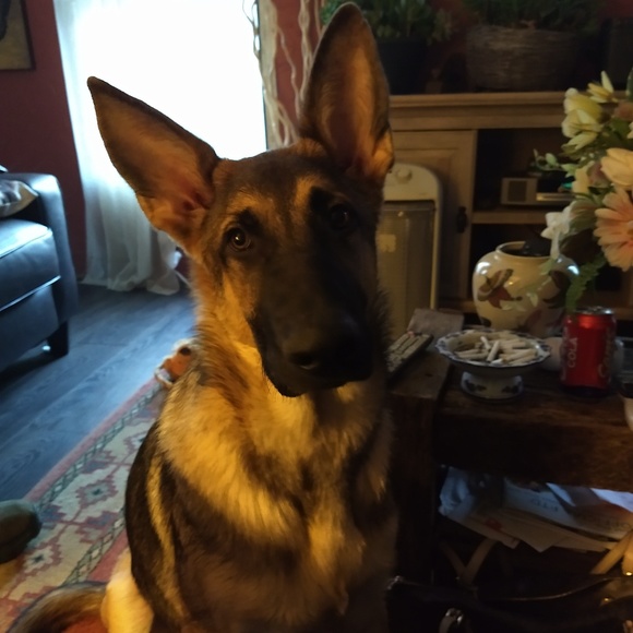 Meet your Posher, Mary - Picture 4 of 5